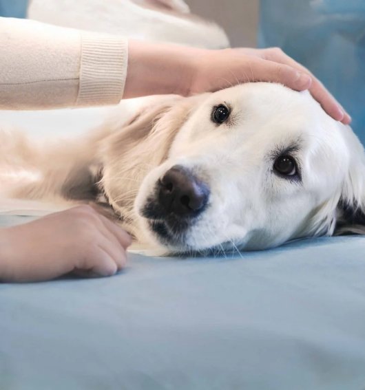 Veterinaria Málaga