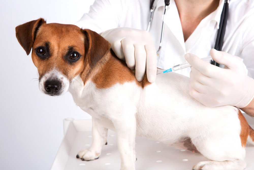Veterinaria Málaga