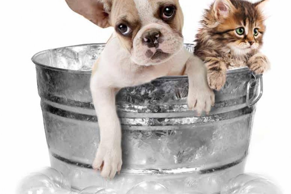 Veterinaria Málaga