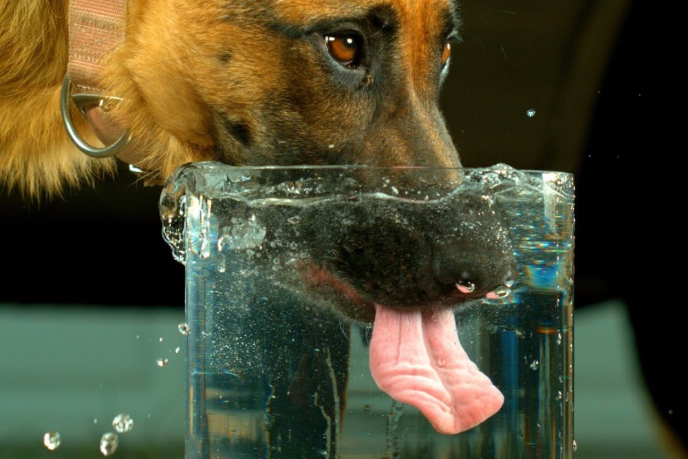 Veterinaria Málaga