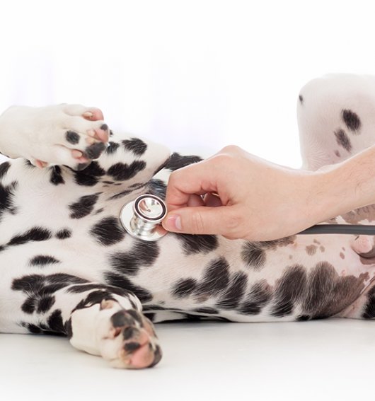 Veterinaria Málaga
