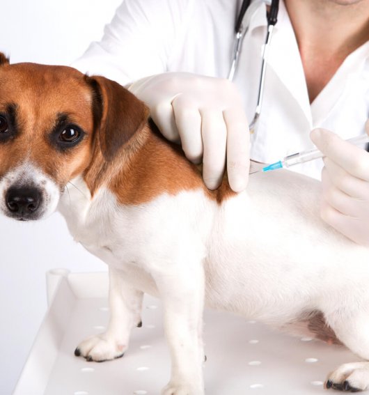 Veterinaria Málaga