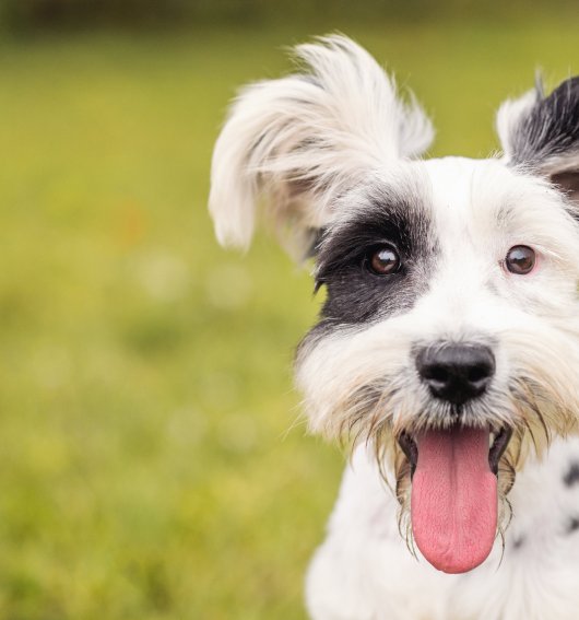 Veterinaria Málaga