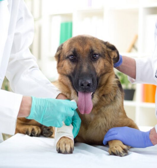 Veterinaria Málaga