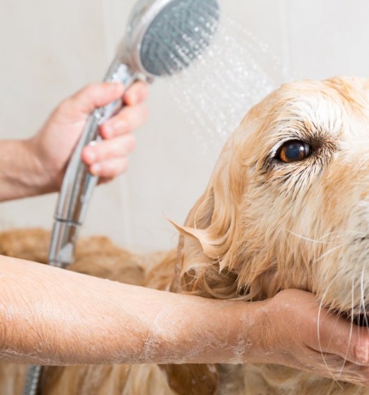 Veterinaria Málaga