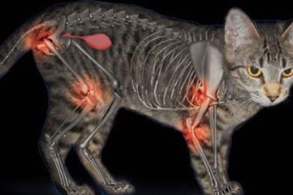 Veterinaria Málaga