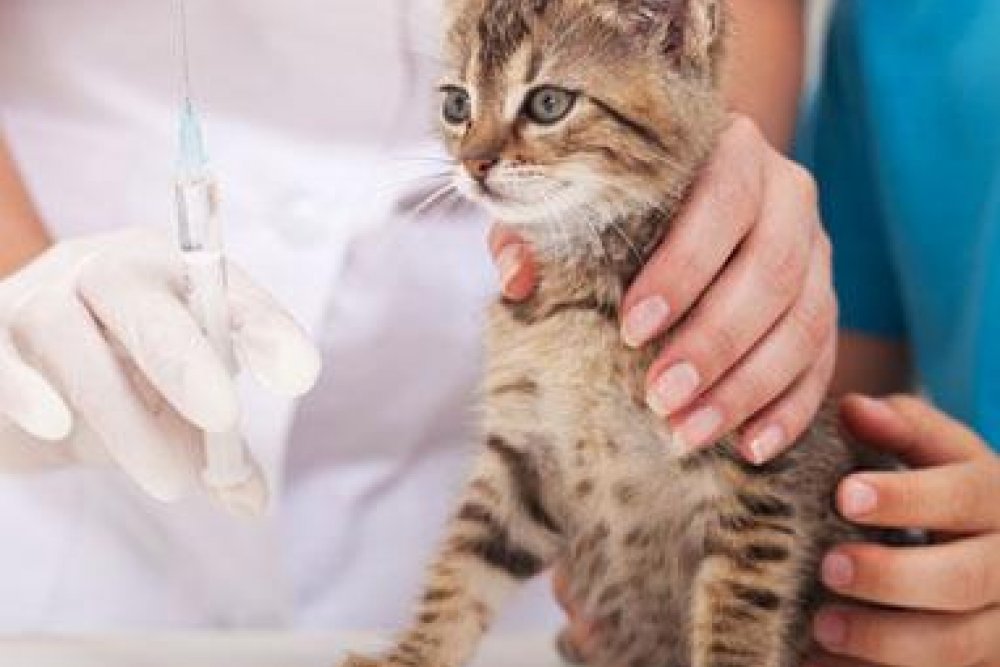 Veterinaria Málaga