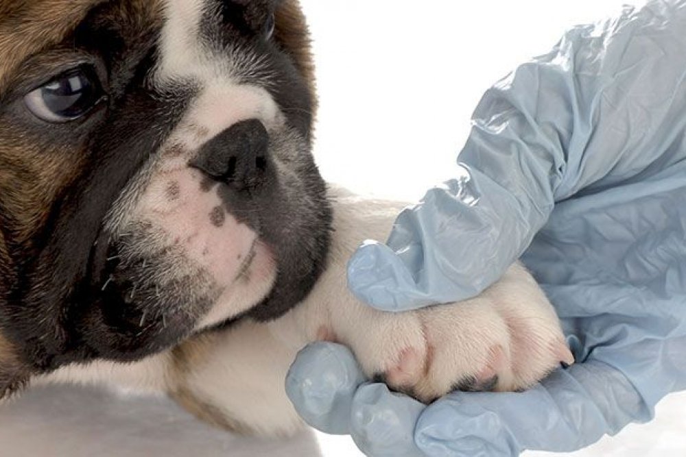 Veterinaria Málaga