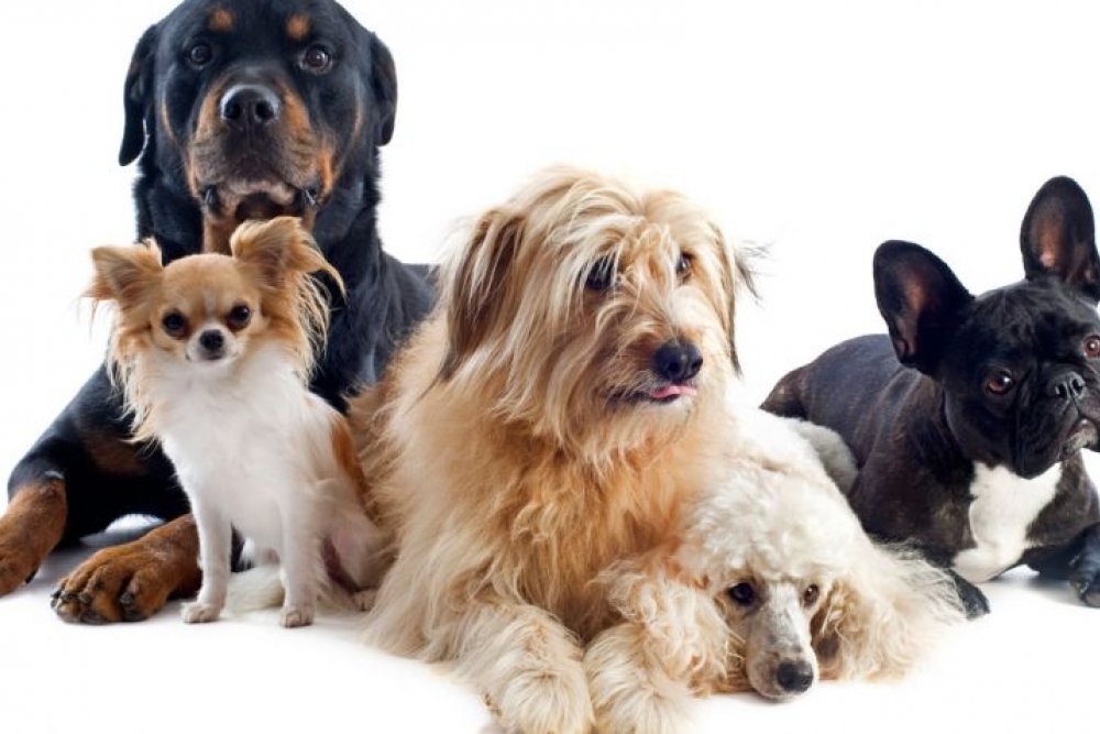 Veterinaria Málaga