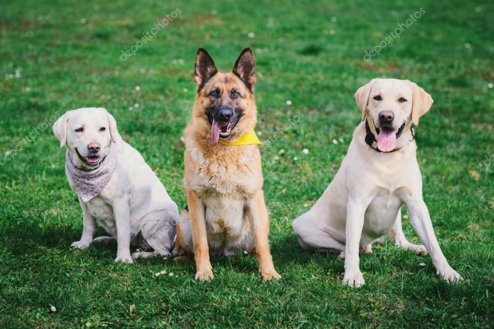 Veterinaria Málaga