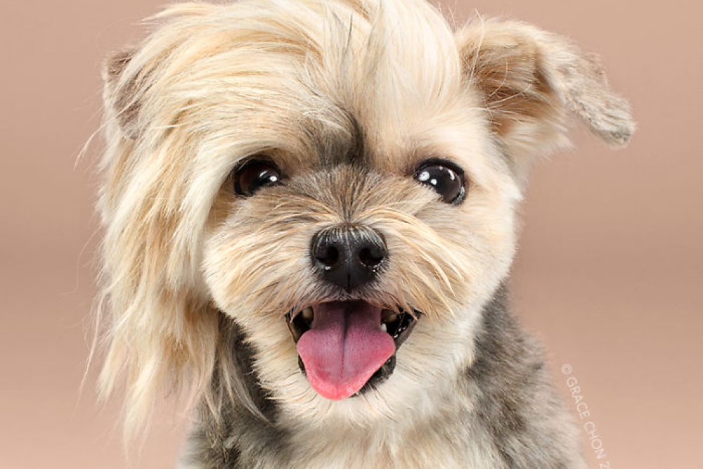 Veterinaria Málaga