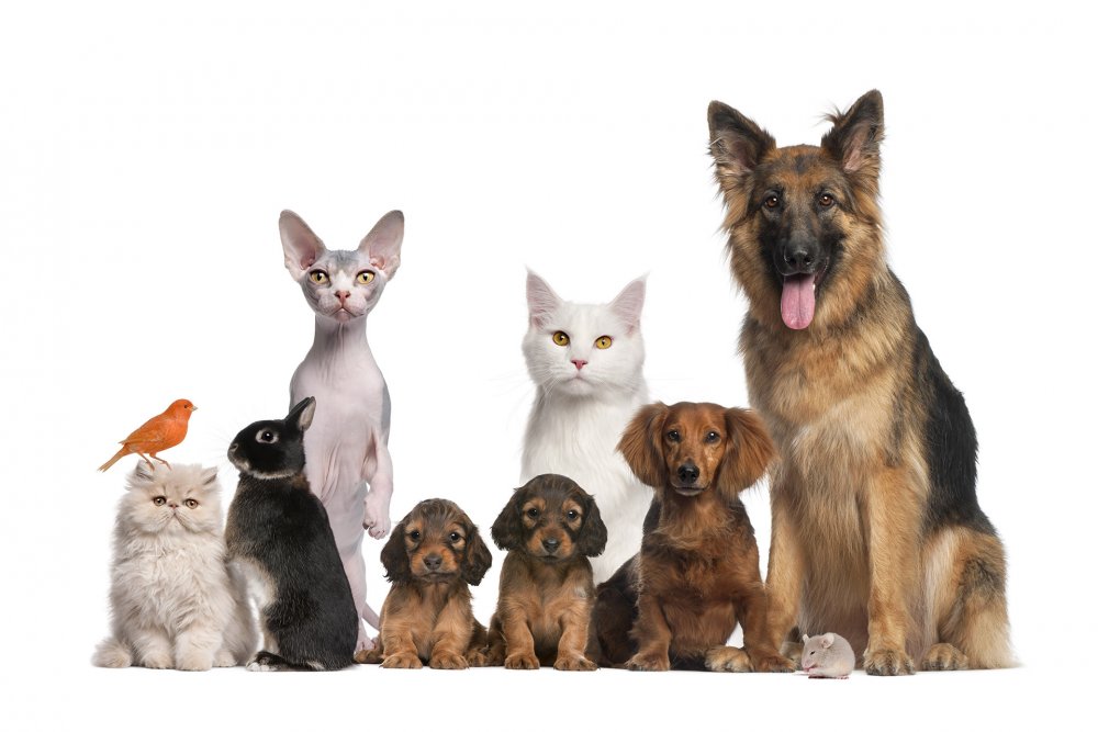 Veterinaria Málaga